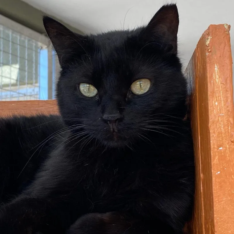 Cuttlefish thumbnail 3