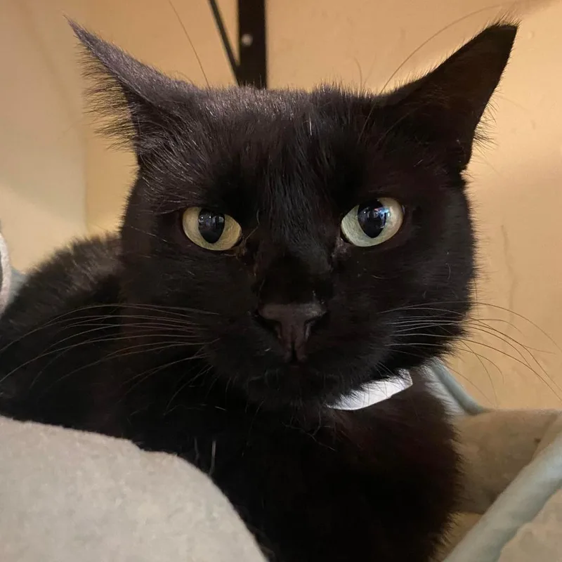 Cuttlefish thumbnail 4