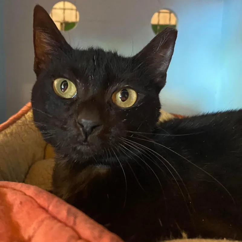 Cuttlefish thumbnail 5