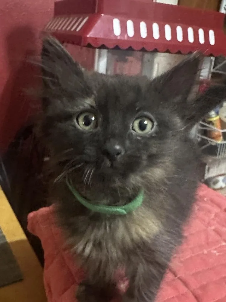 A baby small-sized female Tortoiseshell Domestic Medium Hair cat named Bailey for adoption in Little Rock, AR