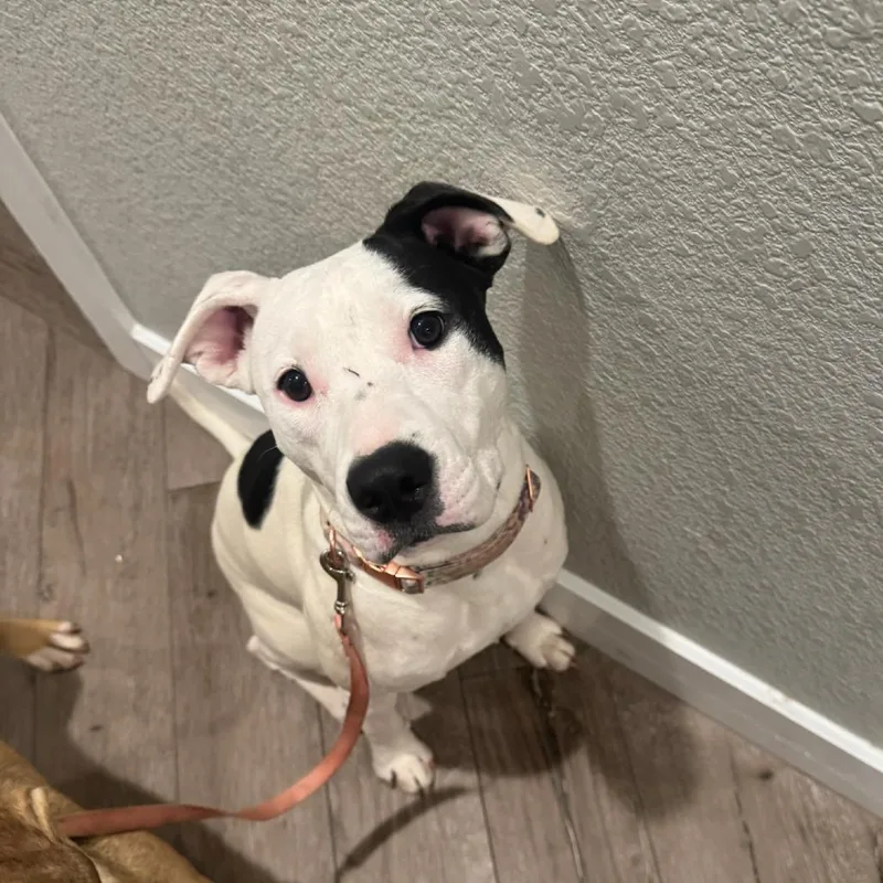 A young small-sized female White / Cream American Staffordshire Terrier dog named Daisy for adoption in Waco, TX