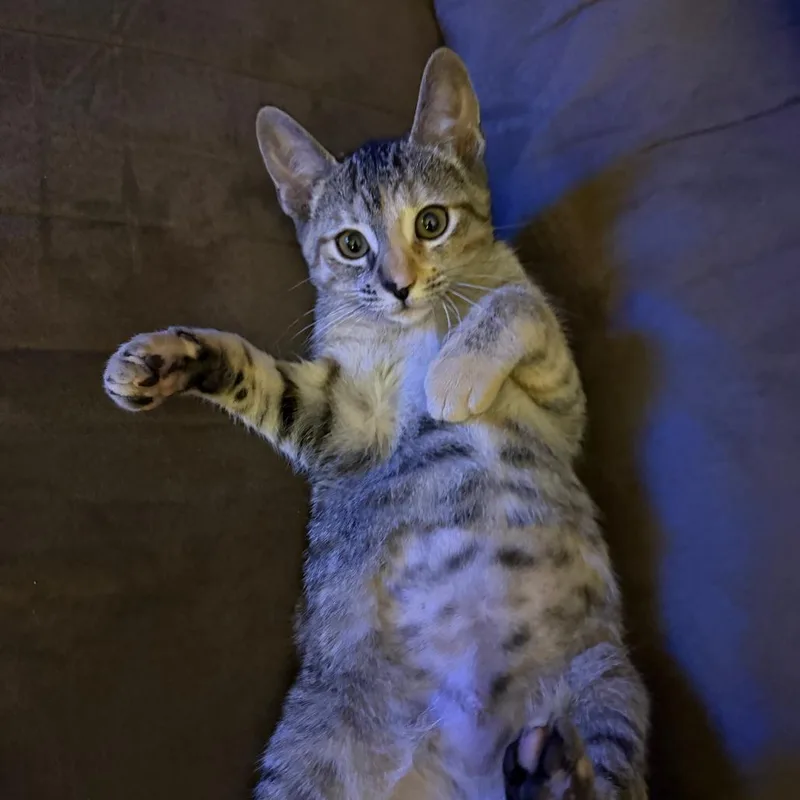A baby small-sized female Torbie Domestic Short Hair cat named Jill for adoption in Santa Rosa, CA