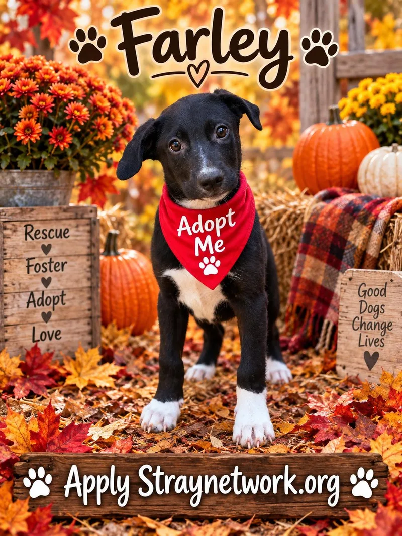 A baby medium-sized male Black Labrador Retriever dog named Farley for adoption in Hatfield, PA
