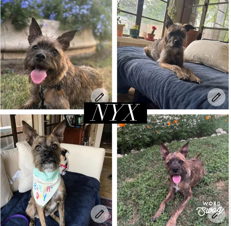 An adult medium-sized female Schnauzer dog named Nyx for adoption in canyon lake, TX