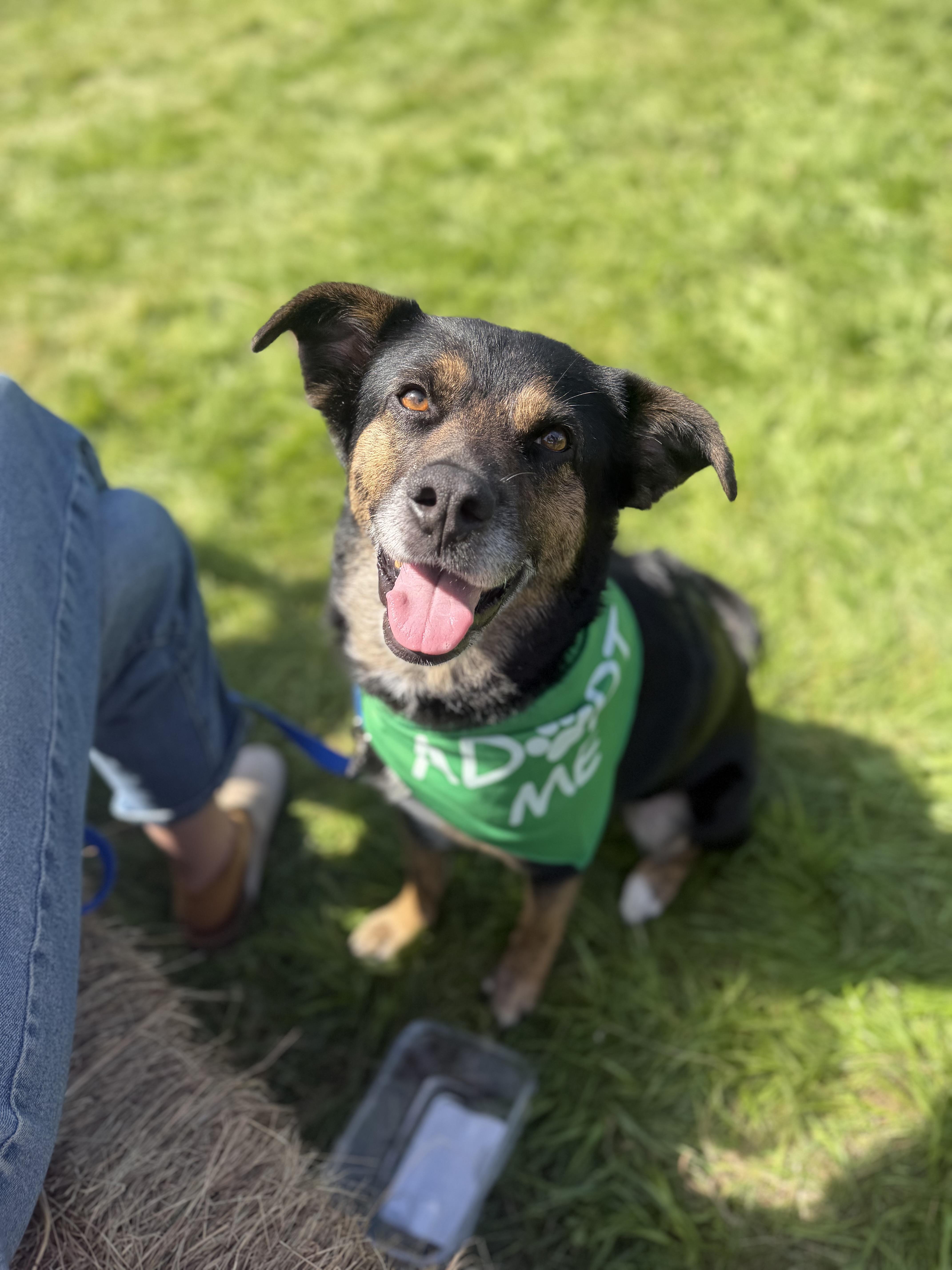An adult medium-sized female Bicolor Rhodesian Ridgeback dog named Bougie for adoption in Kennebunk , ME
