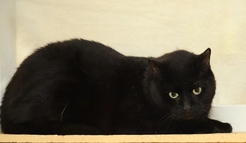 A senior extra large-sized male Domestic Short Hair cat named George for adoption in North Fort Myers, FL