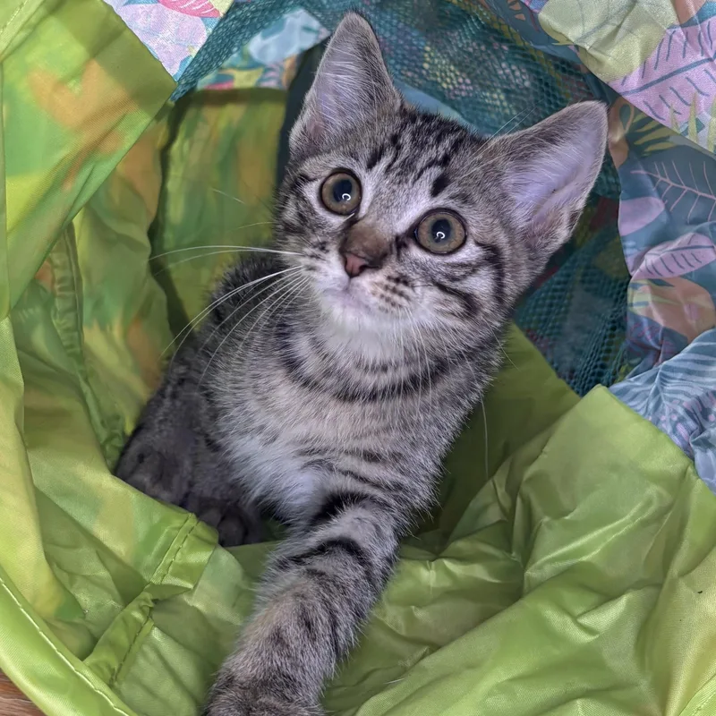 A baby small-sized male Tabby (Brown / Chocolate) Domestic Short Hair cat named Saturn for adoption in Woodlawn, TN