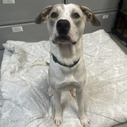 An adult medium-sized male Mixed Breed dog named Crisco for adoption in Merriam, KS