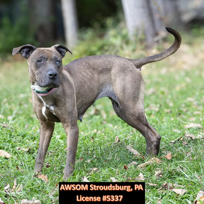 A young large-sized female Shar-Pei dog named Riley for adoption in Stroudsburg, PA