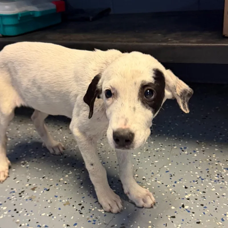 A baby medium-sized female Labrador Retriever dog named Monica for adoption in Tuscaloosa, AL