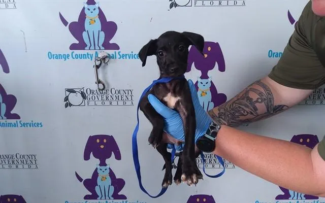 A baby small-sized male Pit Bull Terrier dog named A for adoption in Orlando, FL