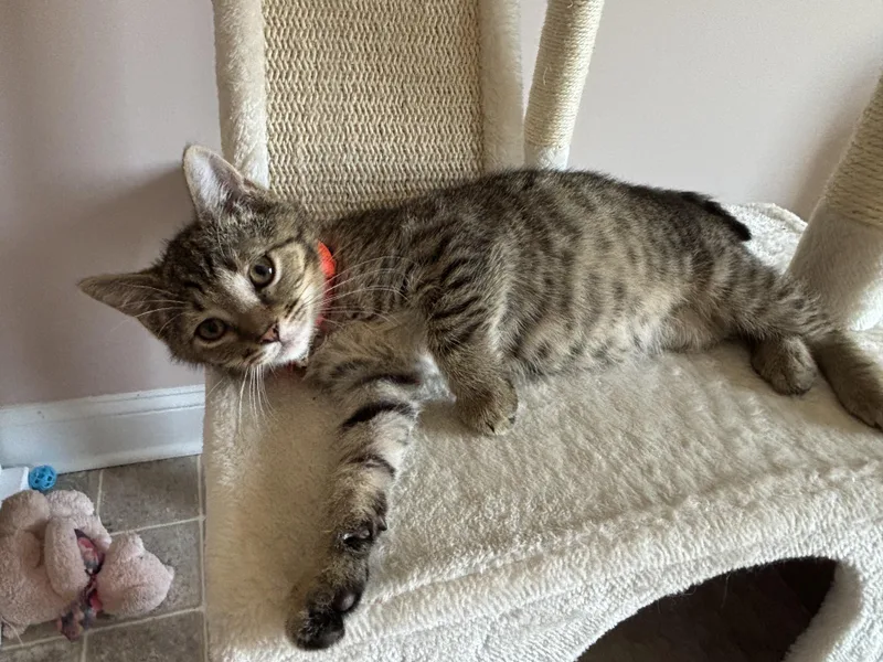 A baby medium-sized male Tabby (Tiger Striped) Domestic Short Hair cat named Blaze for adoption in Breinigsville, PA