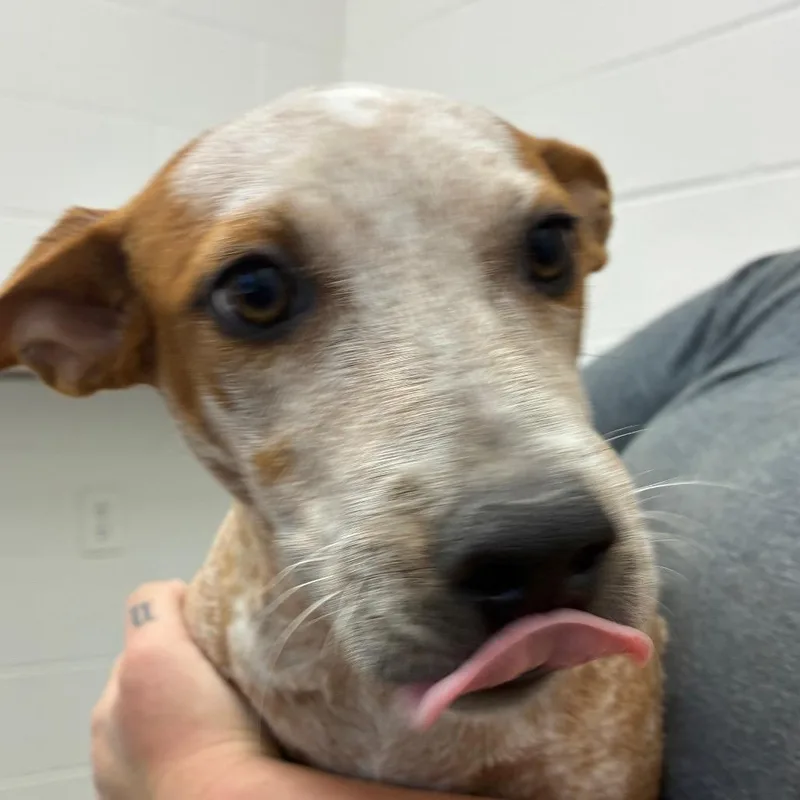 A young small-sized female Red / Chestnut / Orange Cattle Dog dog named Peanut for adoption in Corpus Christi, TX