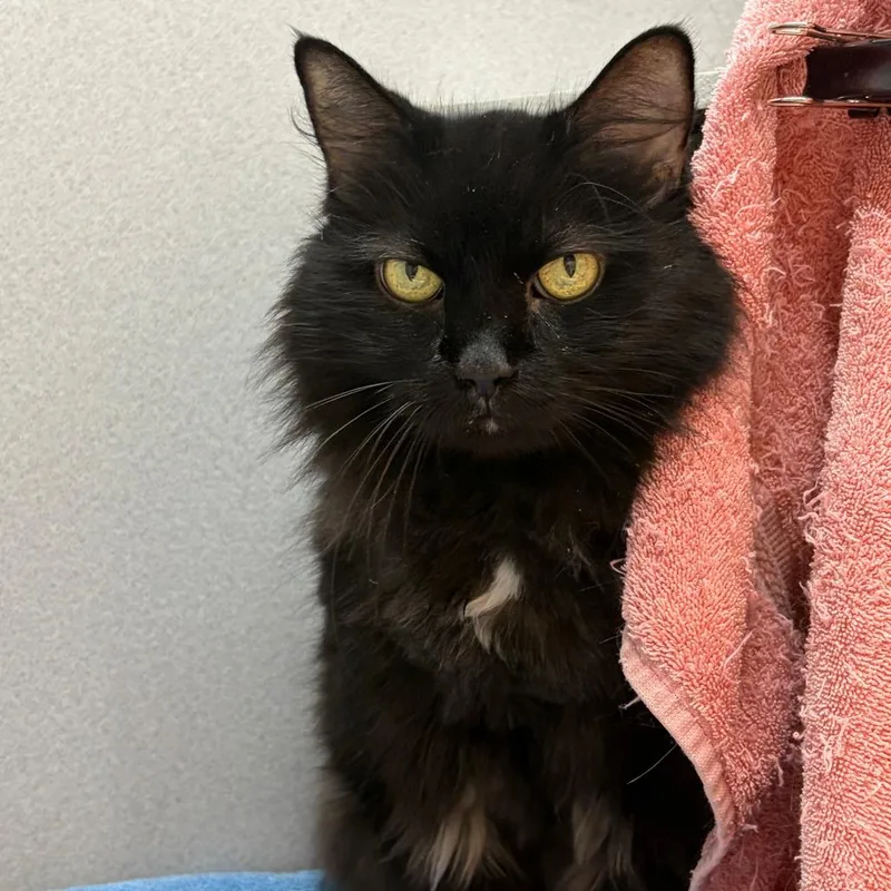 A senior large-sized female Domestic Long Hair cat named Luna Loo for adoption in Pittsburgh, PA