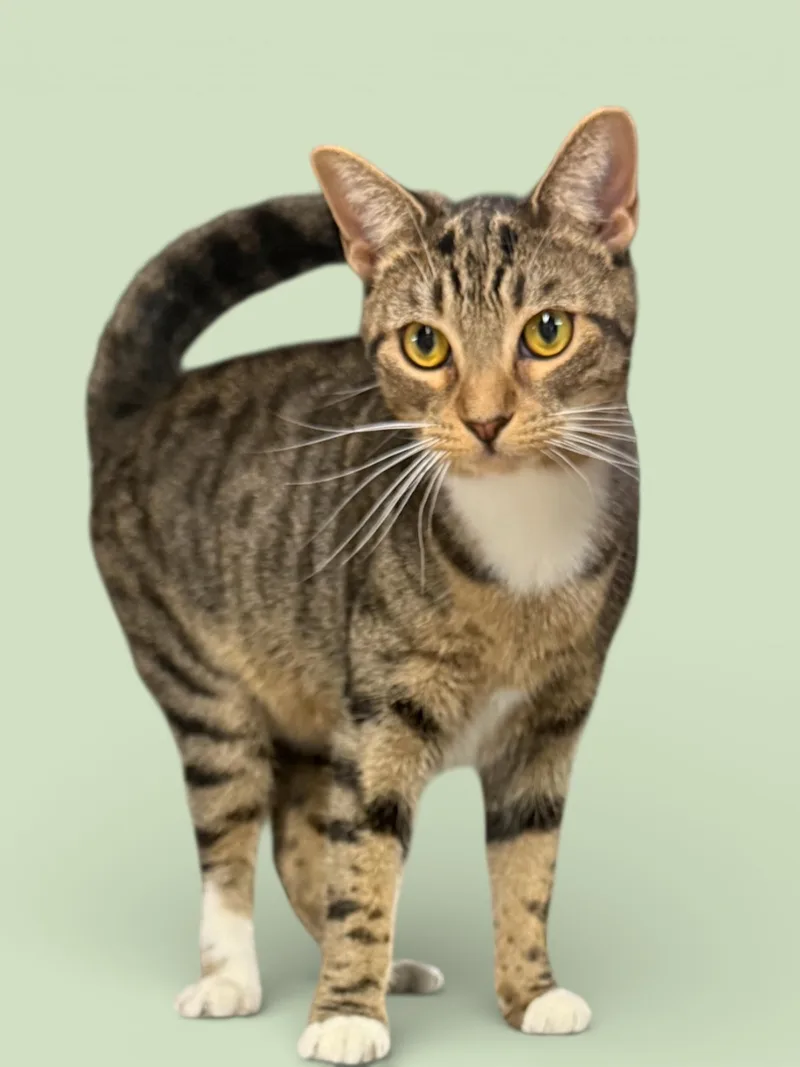 An adult small-sized female Tabby (Brown / Chocolate) Domestic Short Hair cat named Ashley for adoption in Wyandotte, MI