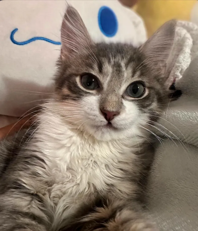 A young medium-sized male Domestic Medium Hair cat named Gandolf for adoption in Phoenix, AZ