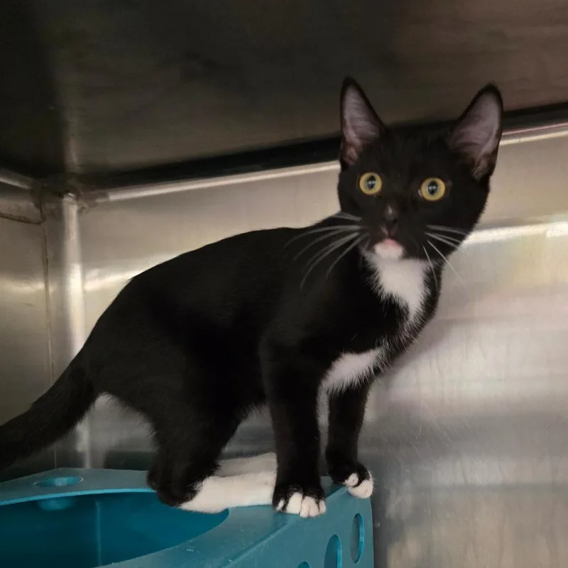 A baby small-sized male Black Domestic Short Hair cat named Midnight for adoption in Williston, FL