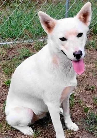 An adult medium-sized female Husky dog named Maeve for adoption in Chelmsford, MA