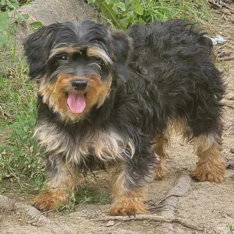 An adult small-sized female Yorkie Poo dog named Piper for adoption in Zaleski, OH