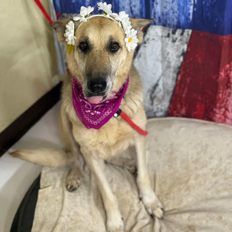 A senior large-sized female Tricolor (Brown, Black, & White) German Shepherd Dog dog named Samantha for adoption in Weatherford, TX