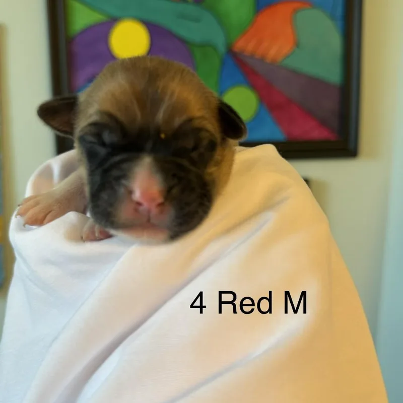 Aries thumbnail 3