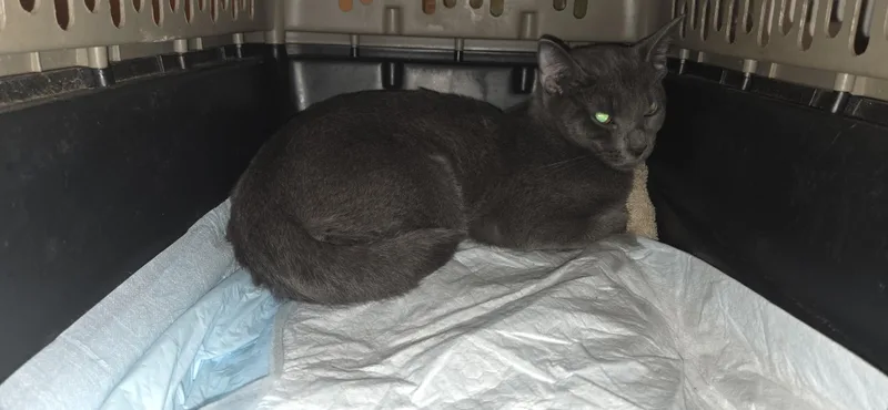 An adult medium-sized female Gray / Blue / Silver Domestic Short Hair cat named Sugar for adoption in Evansville, IN
