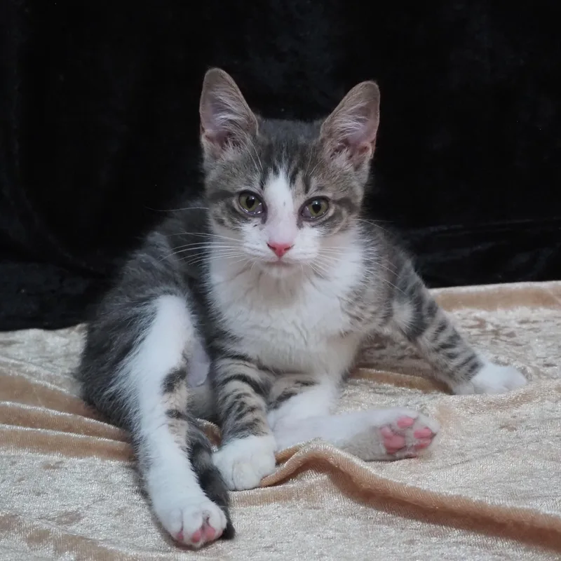A baby medium-sized male Tabby (Gray / Blue / Silver) Domestic Short Hair cat named Zayu for adoption in Seymour, TN