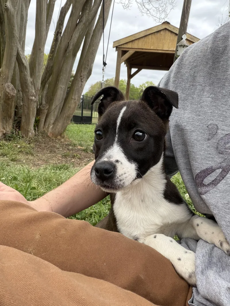 A baby medium-sized female Mixed Breed dog named April for adoption in Lancaster, SC