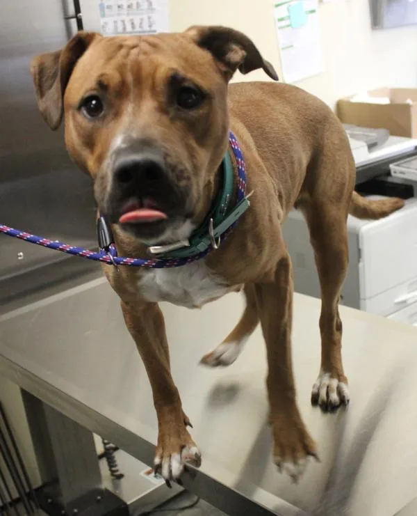 An adult medium-sized female Pit Bull Terrier dog named c Matilda for adoption in Lawrenceville, GA