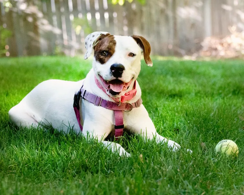 Willow  happy  thumbnail 3