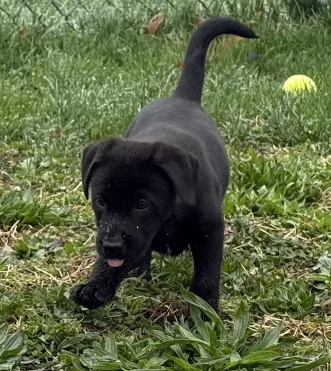 Enzo Ferrari thumbnail 2