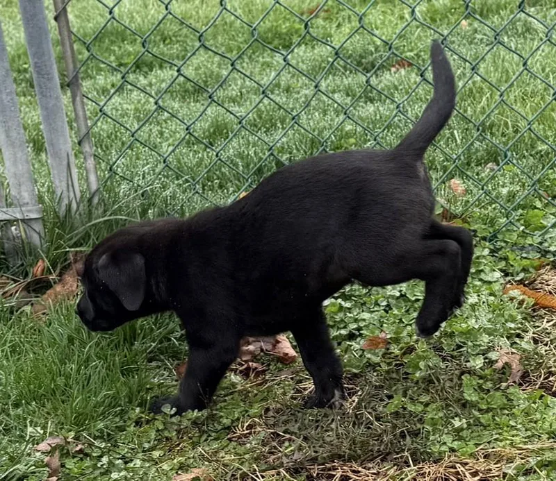 Enzo Ferrari thumbnail 3