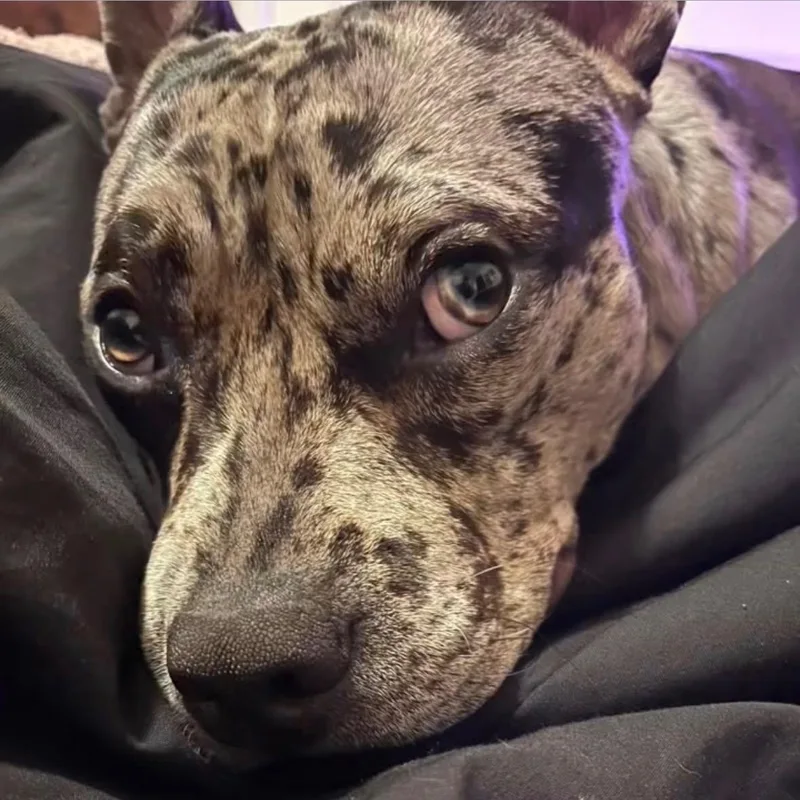 A baby small-sized female Gray / Blue / Silver French Bulldog dog named Pepper for adoption in CORPUS CHRISTI, TX