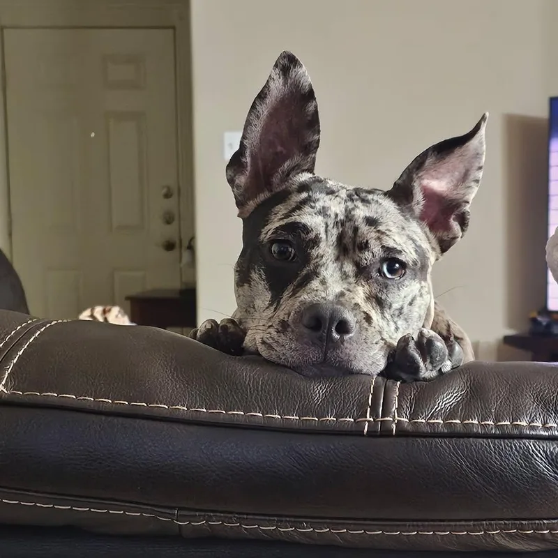 Pepper thumbnail 2