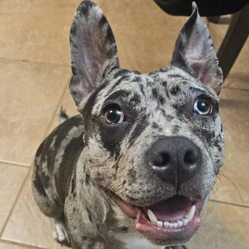 Pepper thumbnail 3