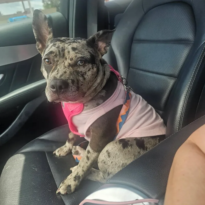 Pepper thumbnail 5