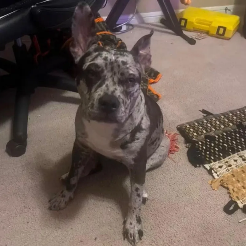 Pepper thumbnail 6