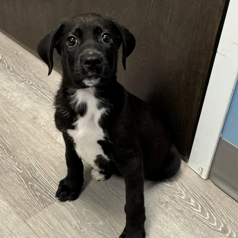 A young medium-sized male Black Labrador Retriever dog named Sabriel for adoption in Ulster, PA