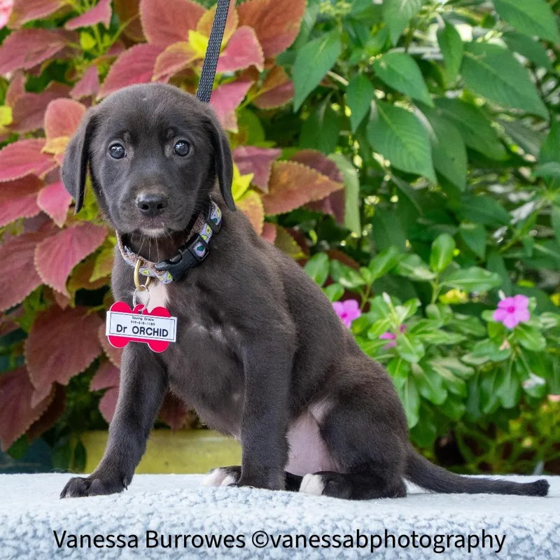 A baby small-sized female Black Retriever dog named Dr Orchid for adoption in Wake Forest, NC