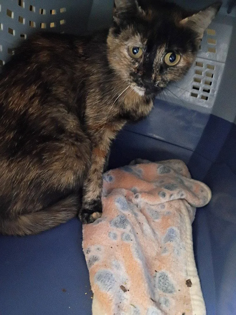 An adult medium-sized female Domestic Short Hair cat named River for adoption in Cromwell, KY