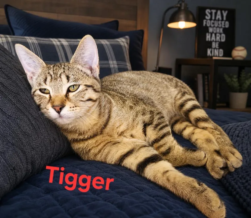 A baby small-sized male Domestic Short Hair cat named Tigger for adoption in Dallas, TX