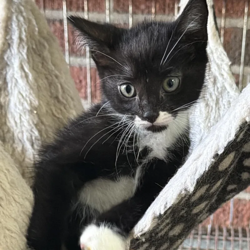 A baby small-sized male Black Domestic Short Hair cat named Mowgli for adoption in Goshen, IN