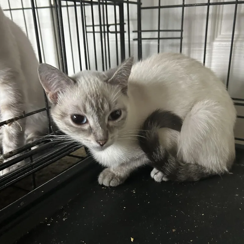 A young medium-sized female Seal Point Domestic Short Hair cat named Arianna for adoption in Springdale, AR