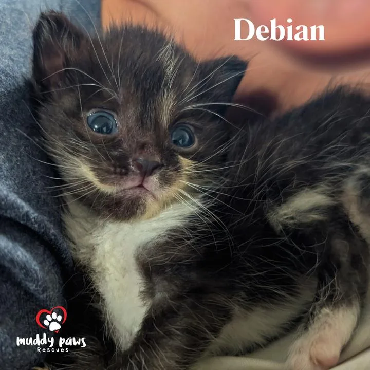 A baby small-sized male Domestic Short Hair cat named Linux Tux Litter: Debian for adoption in Council Bluffs, IA