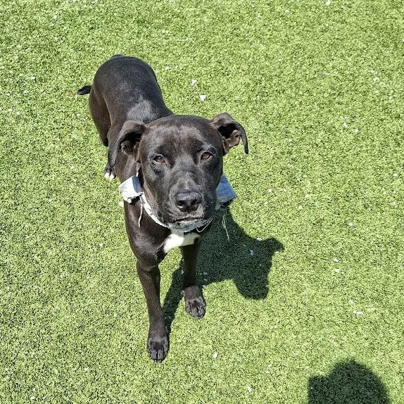 An adult small-sized male Black Labrador Retriever dog named Commando for adoption in Hannibal, MO