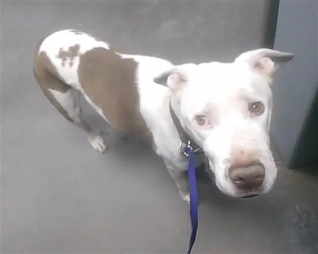 An adult large-sized female Pit Bull Terrier dog named Loop Loop for adoption in Phoenix, AZ