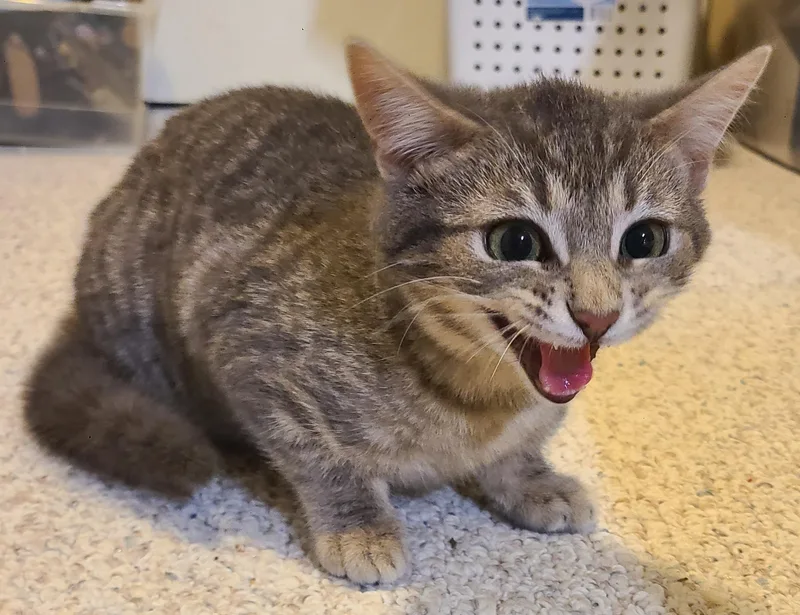 Miss Rascal thumbnail 3