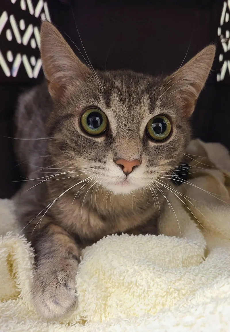 A baby small-sized female Tabby (Gray / Blue / Silver) Domestic Short Hair cat named Miss Rascal for adoption in Ellijay, GA