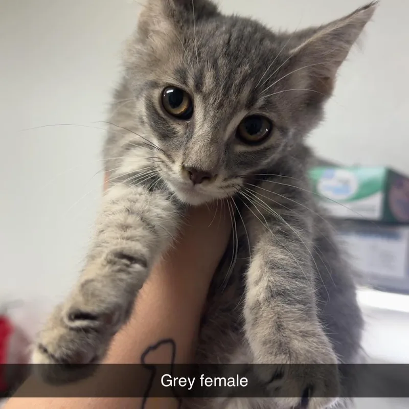 A baby small-sized female Gray / Blue / Silver Domestic Short Hair cat named Shine for adoption in Shelbyville, IL
