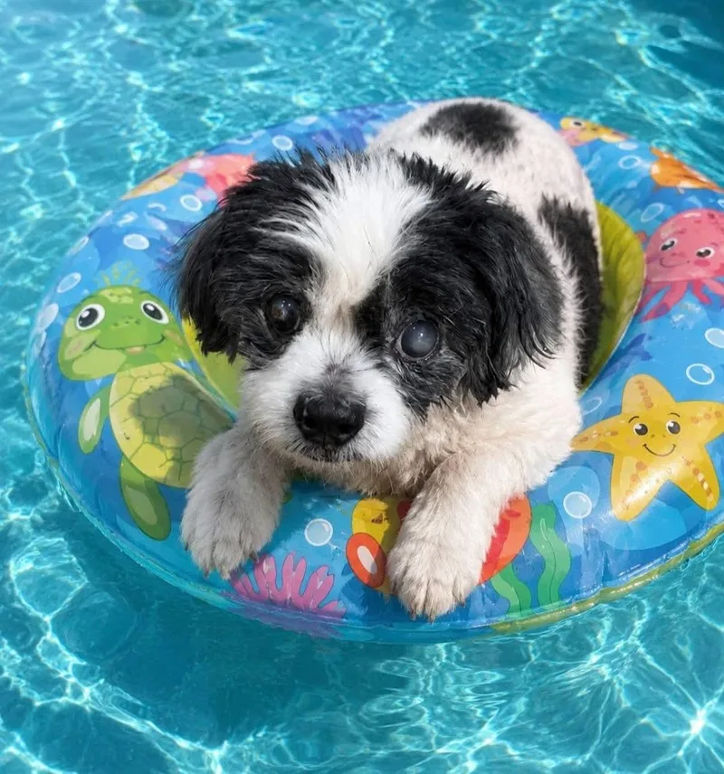 A senior small-sized male Shih Tzu dog named Bagel for adoption in Cape Coral, FL
